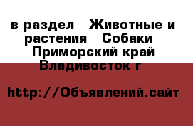  в раздел : Животные и растения » Собаки . Приморский край,Владивосток г.